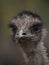 Headshot portrait of flightless bird Emu Dromaius novaehollandiae face eyes beak nostrils feathers closeup