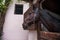 Headshot portrait of a horse in a barn