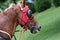 Headshot portrait of a thoroughbred racehorse before the race