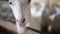 Headshot portrait of white bearded goat sniffing camera leaning on wooden fence indoors. Curios cute farm animal in barn