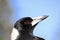 Headshot profile closeup Australian magpie bird