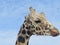 Headshot profile of a reticulated giraffe with its tongue sticking out slightly on a clear day