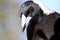 Headshot profile and upper body closeup Australian magpie bird