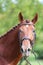 Headshot of a purebred horse against natural background at rural ranch on horse show summertime outddors