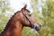 Headshot of a purebred horse against natural background at rural ranch on horse show summertime outddors