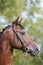 Headshot of a purebred horse against natural background at rural ranch on horse show summertime outddors