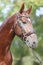 Headshot of a purebred horse against natural background at rural ranch on horse show summertime outddors