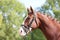 Headshot of a purebred horse against natural background at rural ranch on horse show summertime outddors