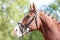 Headshot of a purebred horse against natural background at rural ranch on horse show summertime outddors