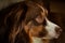 Headshot of Red Tri-Color Australian Shepherd