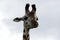 Headshot of Serengeti Giraffe, Tanzania, AFrica