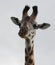 Headshot of Serengeti Giraffe, Tanzania, AFrica