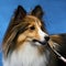 Headshot of shetland sheepdog.