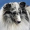 Headshot of shetland sheepdog.