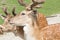 Headshot of Sika Deer, being fed by woman