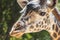 Headshot of single adult giraffe with green background