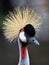 Headshot of a single Grey Crowned Crane bird