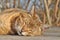 Headshot of sleeping Cat on the patio