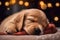 Headshot of sleeping puppy. Two month old puppy sleeping on blanket