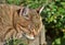 Headshot of tabby cat sleeping in the sun