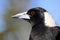 Headshot and upper body closeup Australian magpie bird