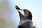 Headshot and upper body closeup Australian magpie bird