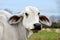 Headshot of a white cow of American Brahman breed