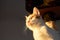 Headshot of a white-and-ginger cat with funny ears and whiskers resting in the sunlight