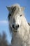 Headshot of a white pony wintertime