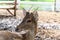 Headshot of Young fawn spotted deer or chitals portrait in a zoo. Wildlife and animal photo
