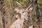 Headshot of a young Kudu bull in the bushes