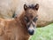 Headshot of a Young Shetland Foal