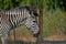 Headshot of a a Zebra at Pazuri Outdoor Park, close by Lusaka in Zambia.