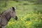 A headshot of a zebra standing in green grass with yellow flowers