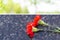 Headstone with a red carnation. A red carnation was left on a gravestone in a cemetery for a man who passed away. Flower