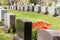 Headstones in a cemetary