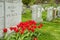 Headstones in a cemetary with red tulips