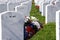 Headstones and Flowers in National Cemetery