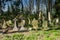 Headstones on graves in nunhead cemetery, london in england during daytime