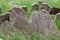 Headstones in the Jewish cemetery in Prague Czech republic