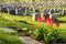 Headstones in Montreal Cemetary at sunset