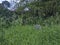 Headstones in an overgrown cemetery in rural Suffolk