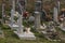 Headstones in a public cemetery