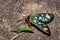 Heady Maiden moth Amata cerbera, Kruger National Park