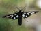 Heady Maiden Moth on window