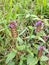 Heal-all or Woundwort - Prunella vulgaris, Norfolk, England, UK