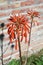 Healing aloe vera flower, pompom shaped with red berries like bells