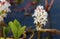 Healing bogbean flower in spring blossom