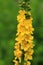 Healing common agrimony in blossom