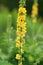 Healing common agrimony in blossom